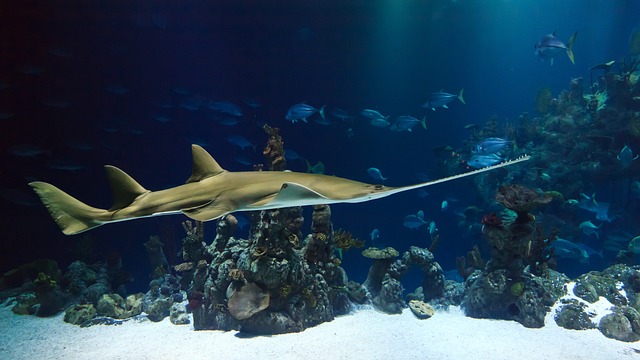 Zajímavosti o chování a stravování žraloků v Egyptě