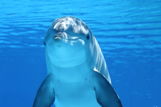3. Vyberte si svůj nezapomenutelný zážitek s delfíny a dalšími mořskými savci v Turecku