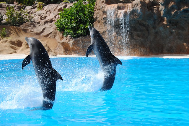 8. Ochutnejte nezapomenutelné dobrodružství plavby s delfíny v příjemném prostředí delfinária