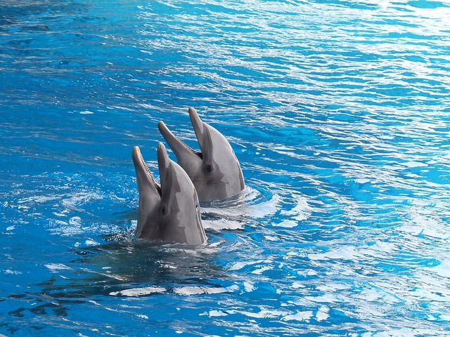 7. Tipy a doporučení pro optimální zážitek během návštěvy delfinária v Turecku