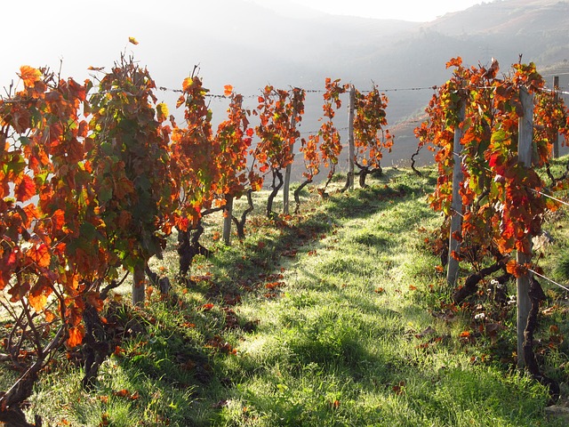 Vinné sklepy v Douro: Víno a‌ krása portugalských vinařských tradic