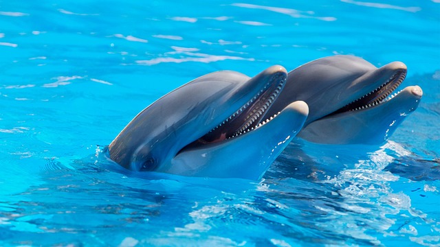 Plavecké sezení s delfíny: Přenoste se do jejich prostředí při nezapomenutelném zážitku