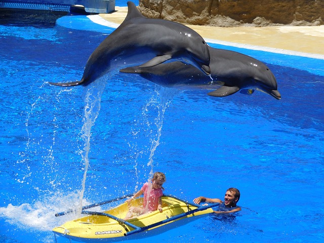 Ceny vstupného a programů pro návštěvu delfinária v Bulharsku