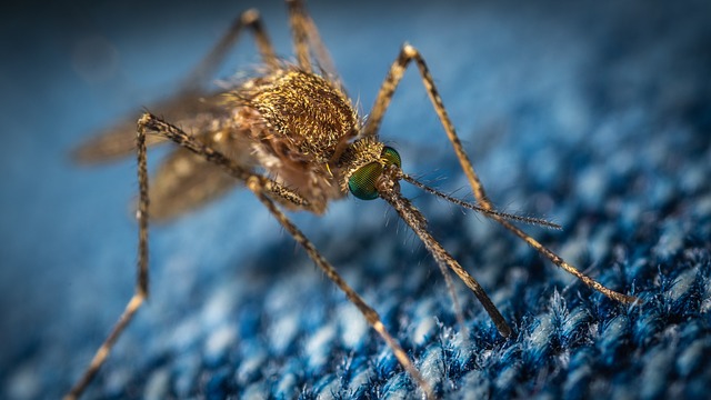 3. Ochrana před komáry: Prevence dengue horečky a malárie