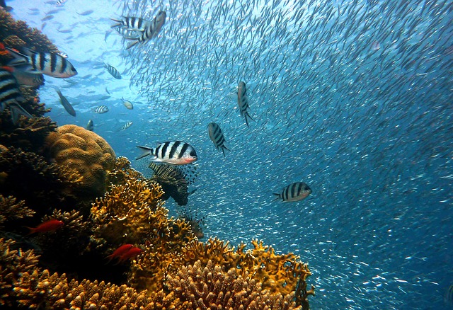 1. Nádherné korálové útesy: Ponořte se do fascinujícího světa podmořského života