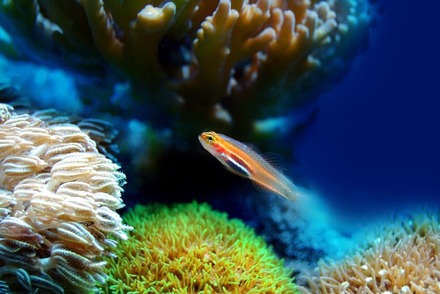 6. Ohromující pestrost podmořského života: Od okázalých ryb po vzrušující druhy korálů