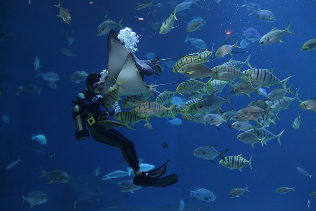 6. Potápění do podmořského ráje: Nejlepší místa a úžasné možnosti šnorchlování