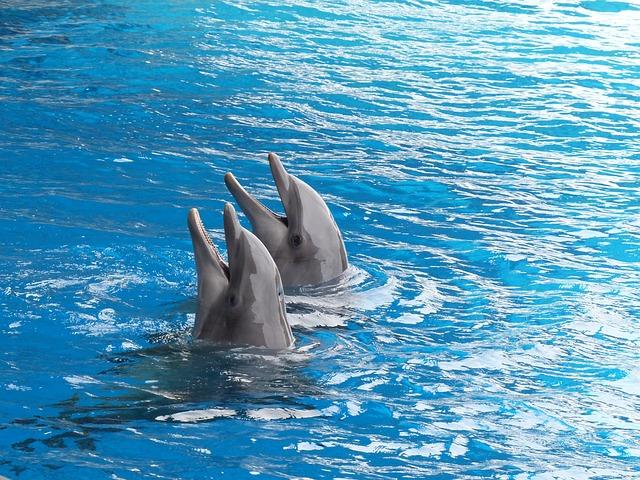 Delfinárium Polsko: Kde Se Setkáte s Mořskými Savci?