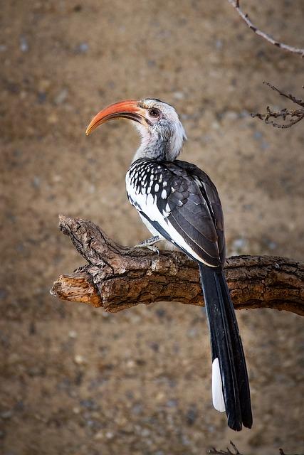 Zoborožec Papua Nová Guinea: Fascinující pták a jeho role v ekosystému